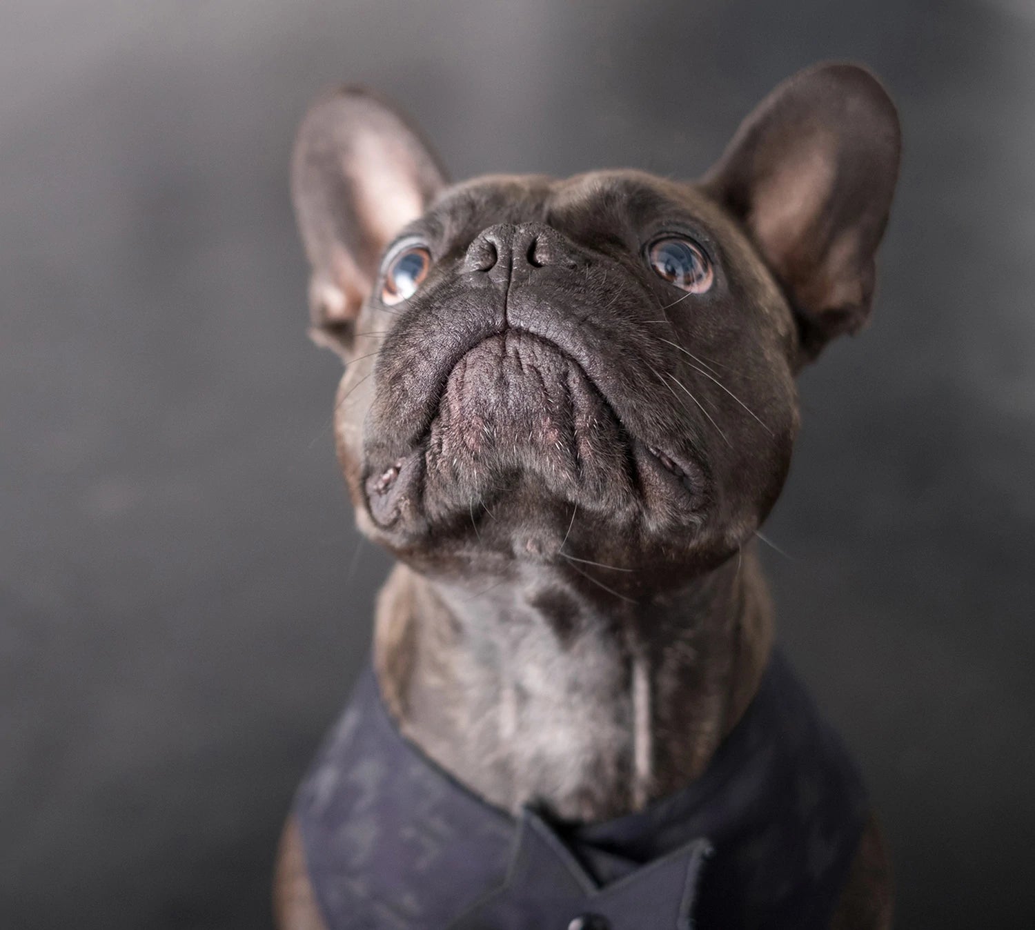 Hundejacke "Sunny"